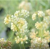 Asclepias verticillata - Whorled Milkweed