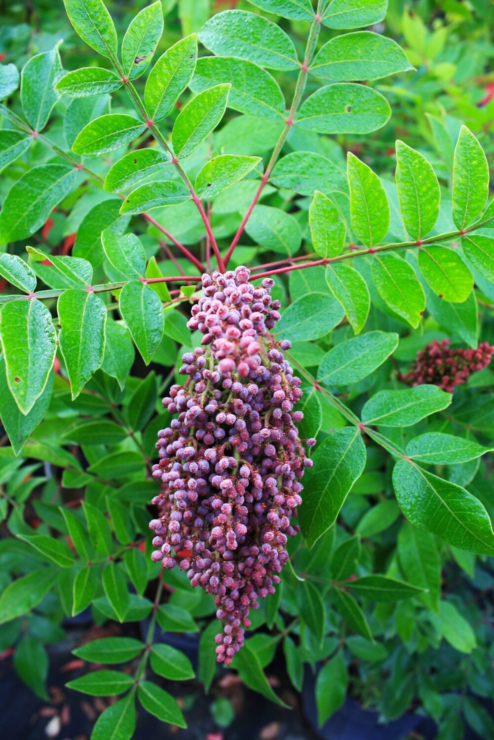Rhus copallina - Shining Sumac