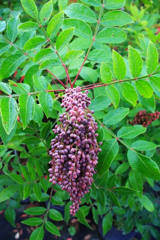 Rhus copallina - Shining Sumac