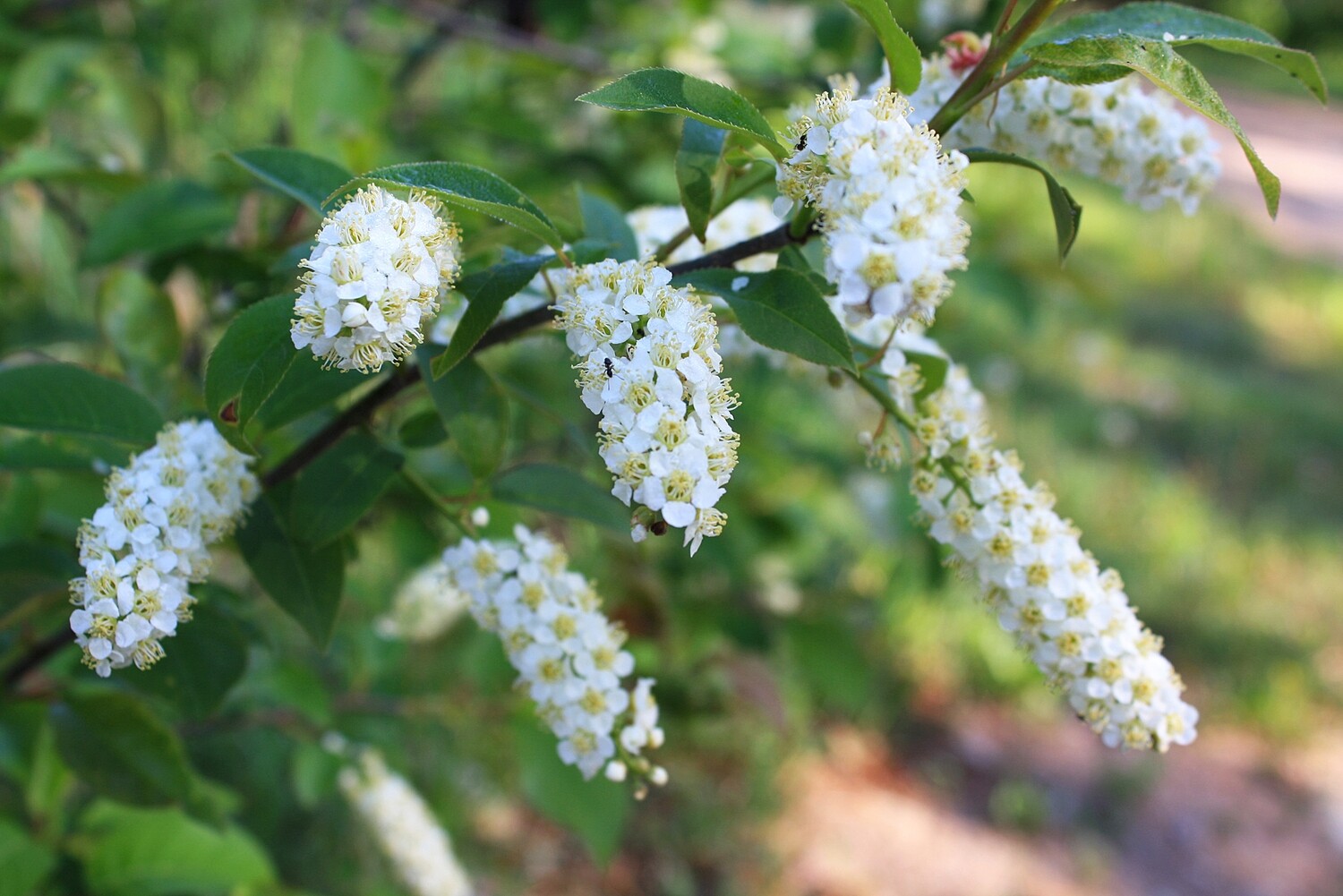 Prunus virginiana - Chokecherry