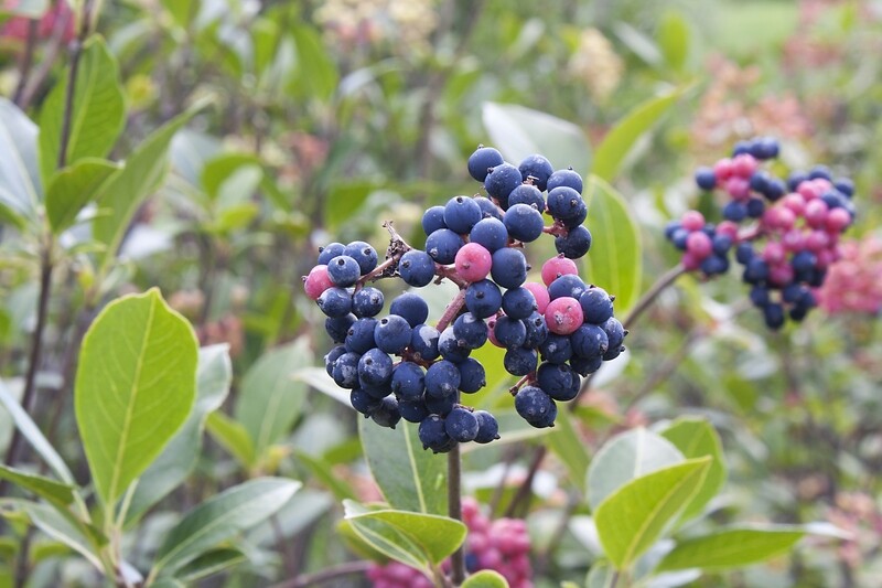 Viburnum cassinoides - Witherod Viburnum