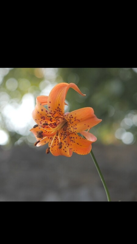 Lilium michiganense - Michigan Lily