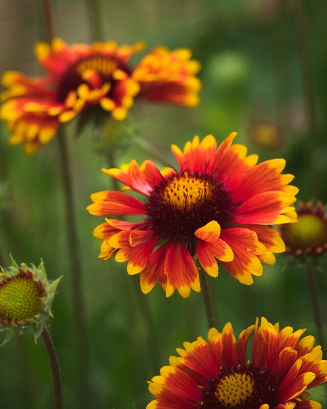 Gaillardia aristata - Blanketflower