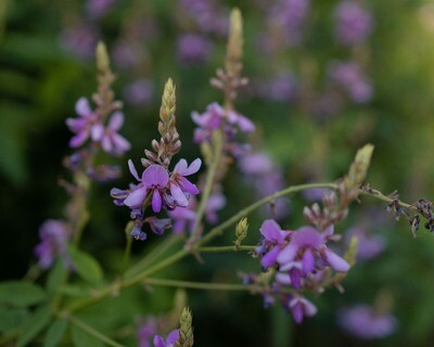 Desmodium canadense - Showy Tick-trefoil