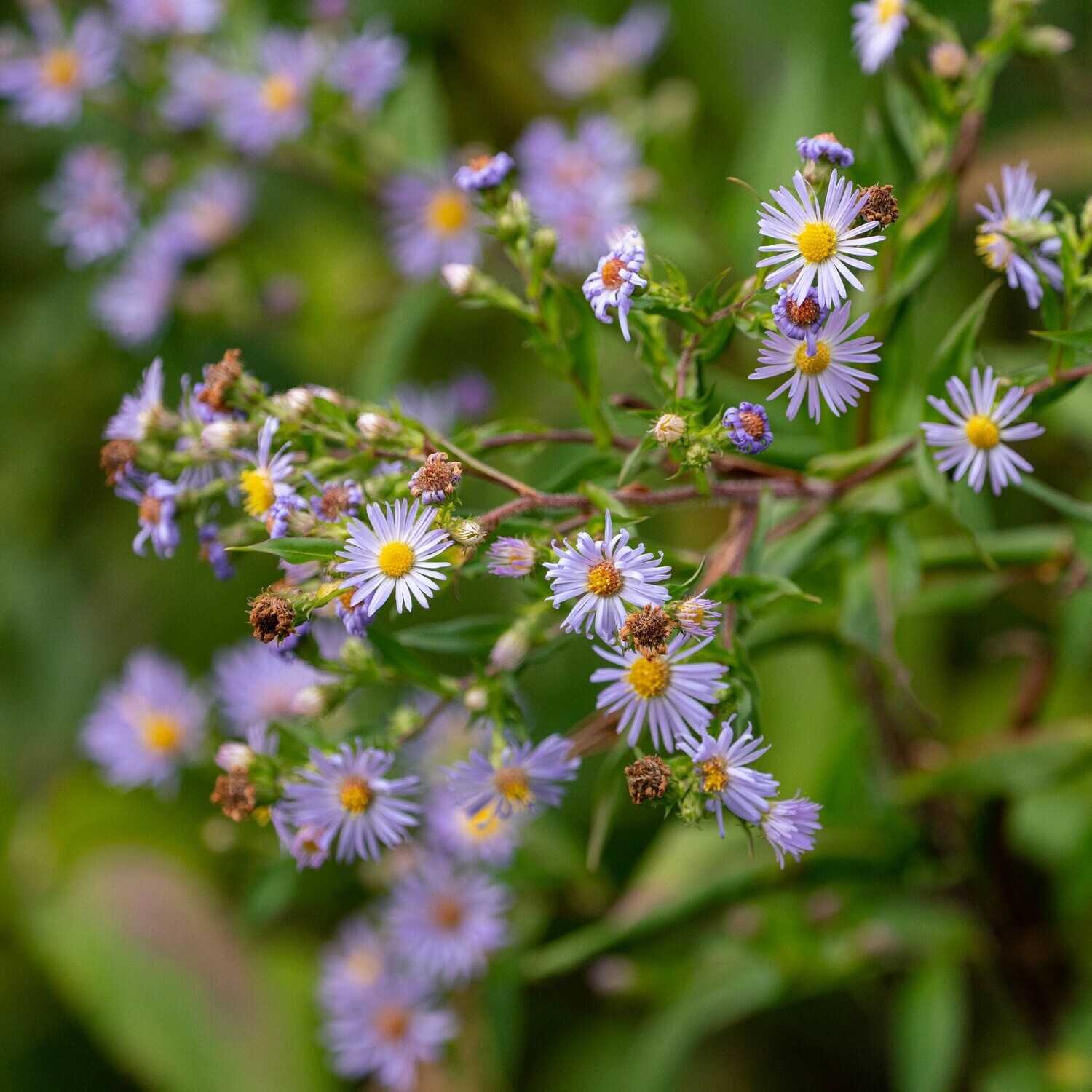 Symphyotrichum puniceum - Swamp Aster