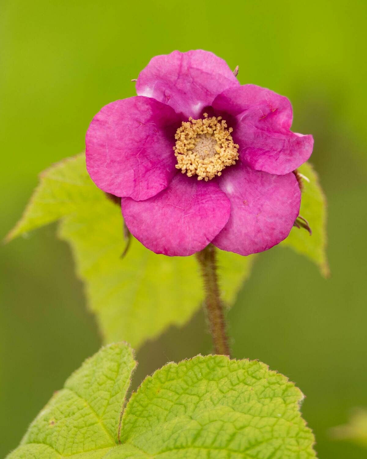 Rubus odoratus - Flowering Raspberry