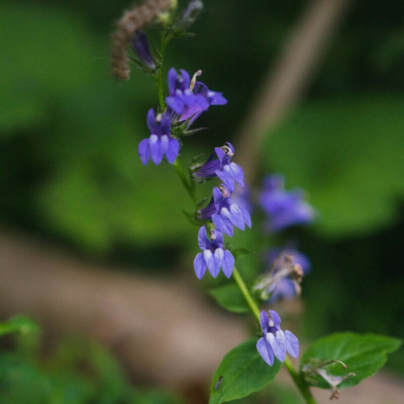 Lobelia siphilitica - Great Blue Lobelia