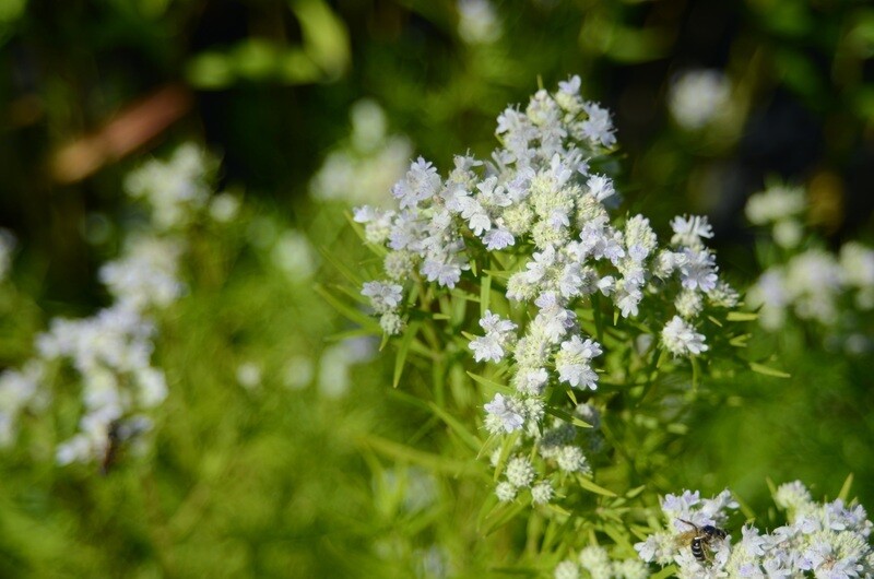 Pycnanthemum virginianum - Virginia Mountain Mint