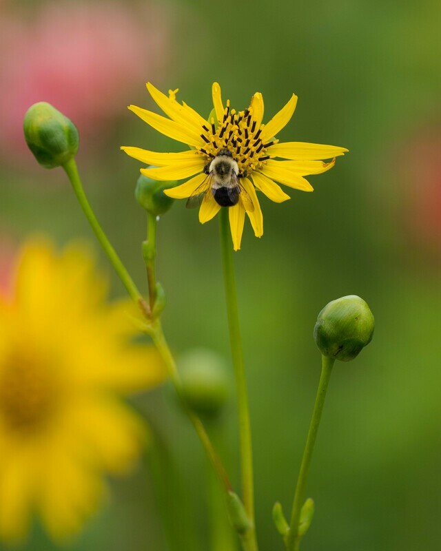 Silphium terebinthinaceum - Prairie Dock Silphium terebinthinaceum - Prairie Dock