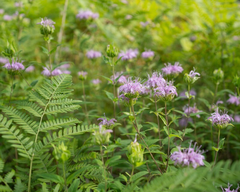 Monarda fistulosa - Wild Bergamot