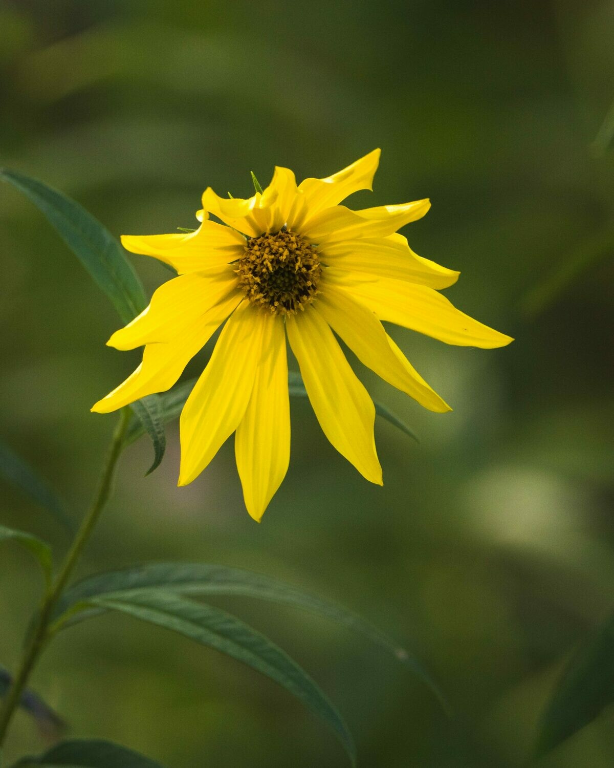 Helianthus divaricatus - Woodland Sunflower
