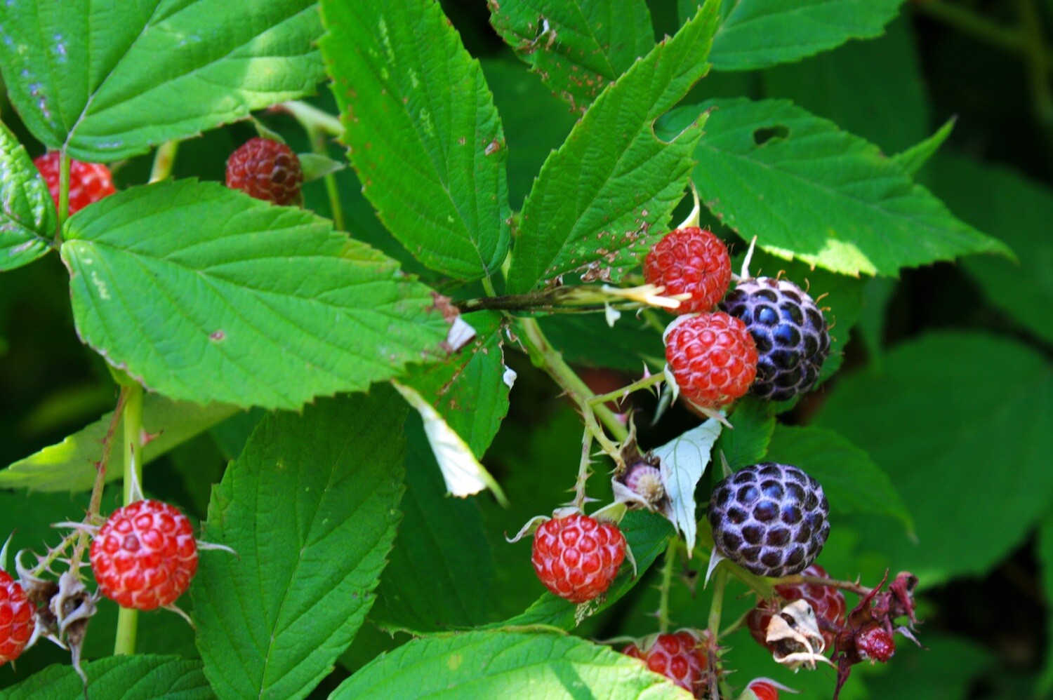 Rubus occidentalis - Black Raspberry