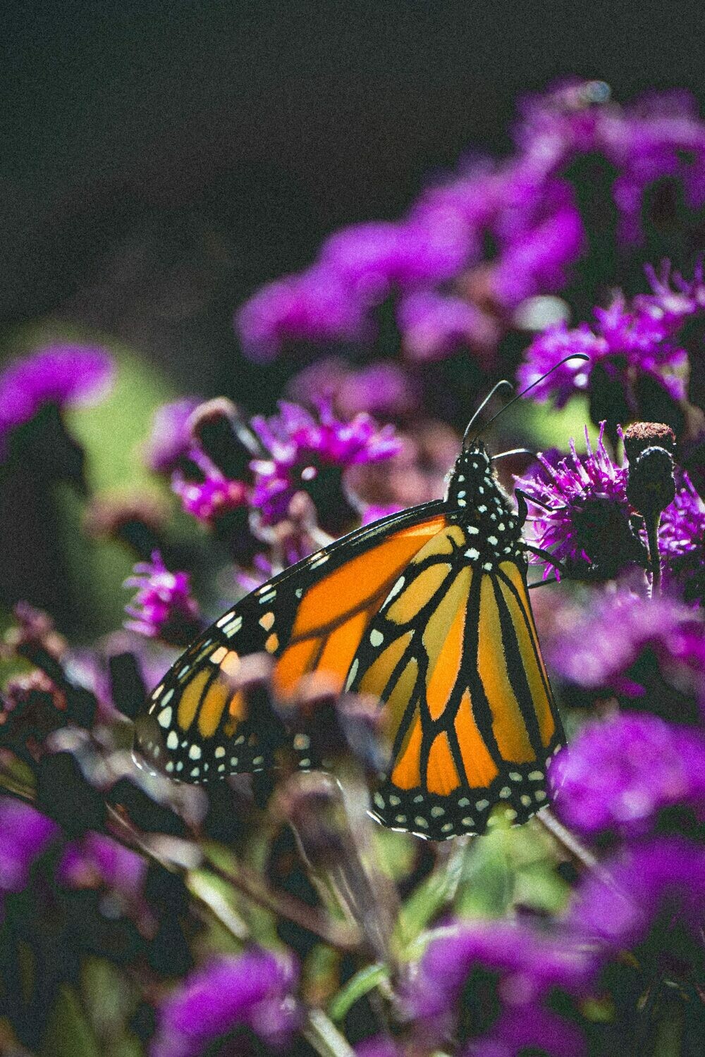 Vernonia missurica - Missouri Ironweed