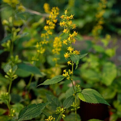 Solidago flexicaulis - Zigzag Goldenrod