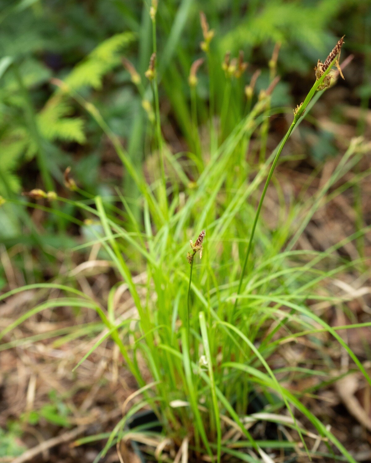 Carex pensylvanica - Pennsylvania Sedge