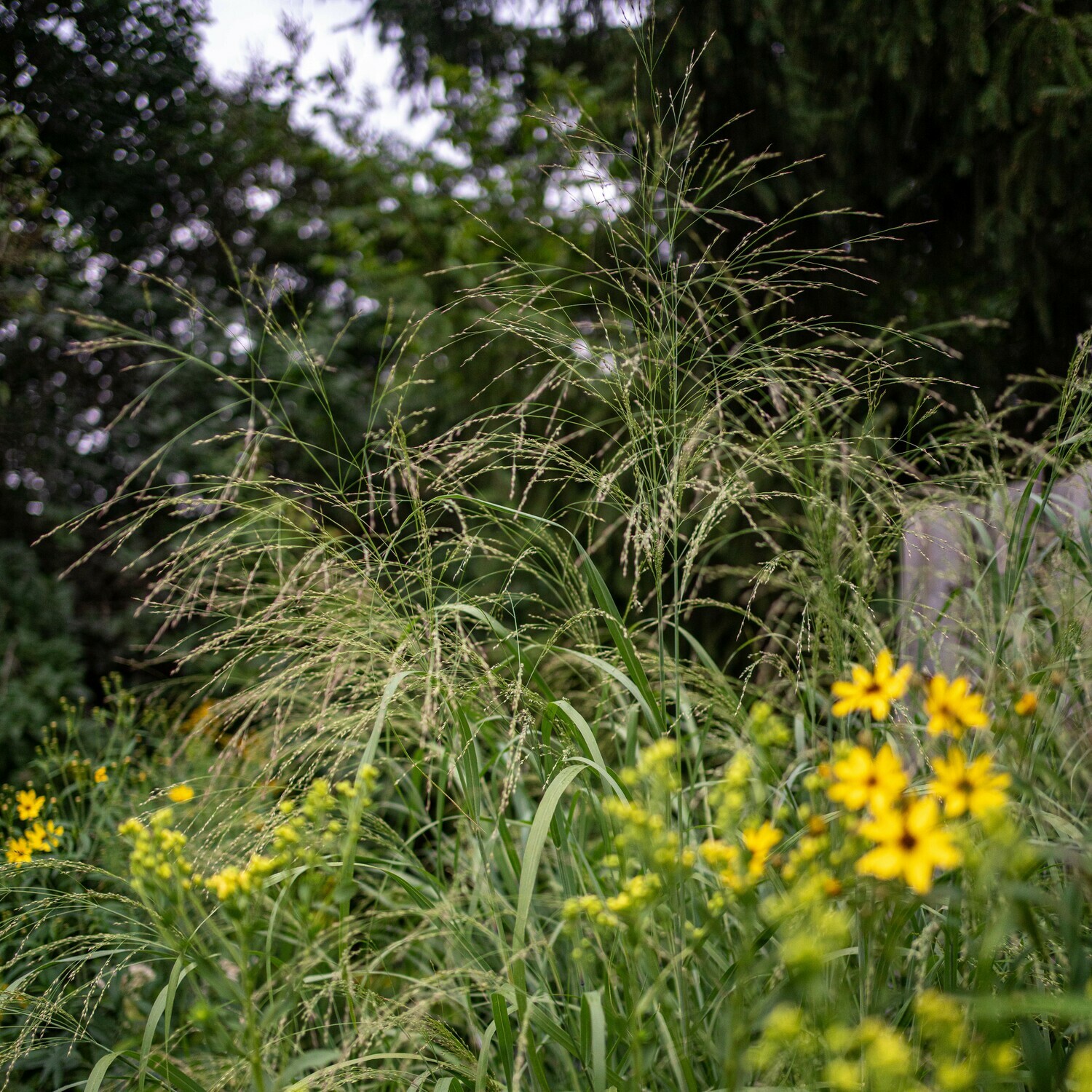 Panicum virgatum - Switchgrass Panicum virgatum - Switchgrass