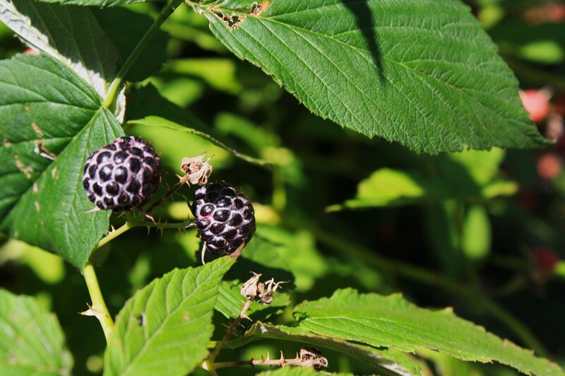 Rubus occidentalis - Black Raspberry