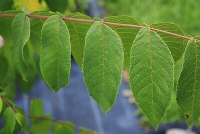 Juglans nigra - Black Walnut