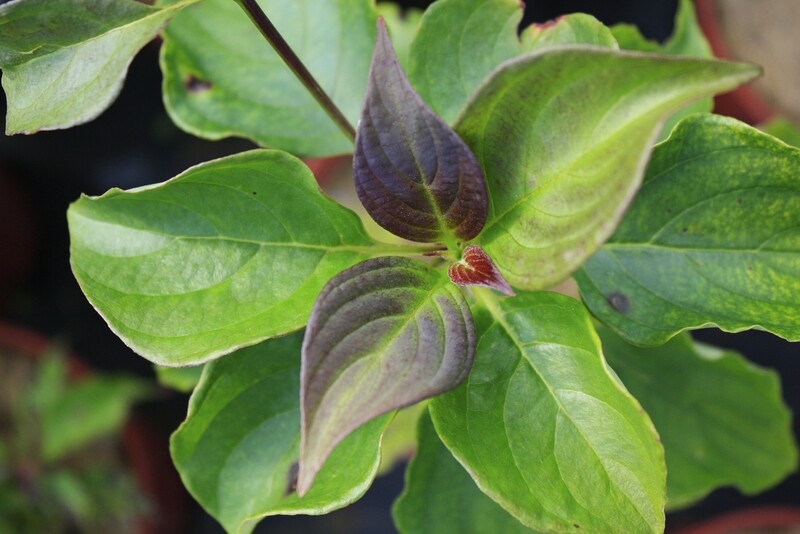 Cornus alternifolia - Alternate-leaved Dogwood