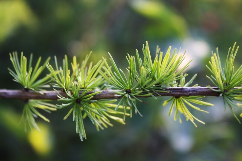 Larix laricina - Tamarack