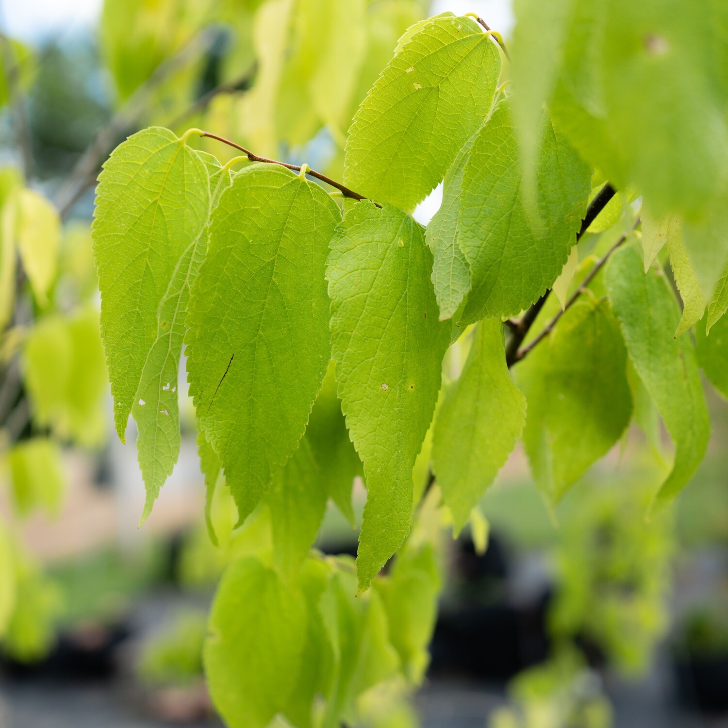 Celtis occidentalis - Hackberry
