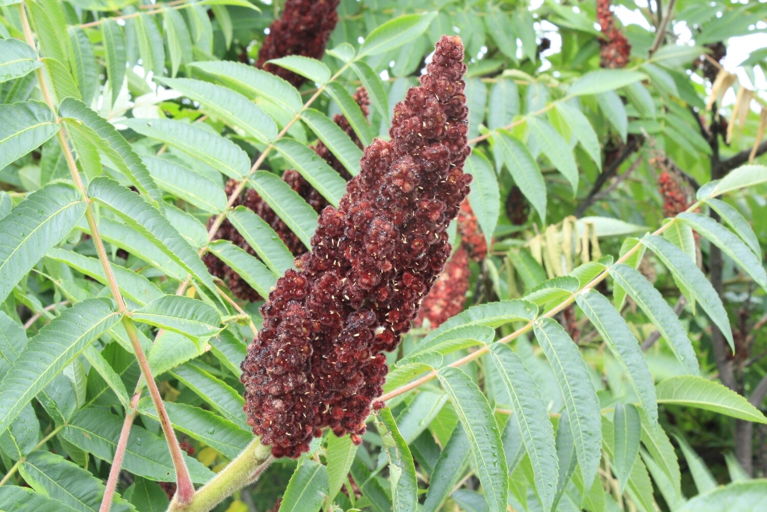 Rhus typhina - Staghorn Sumac