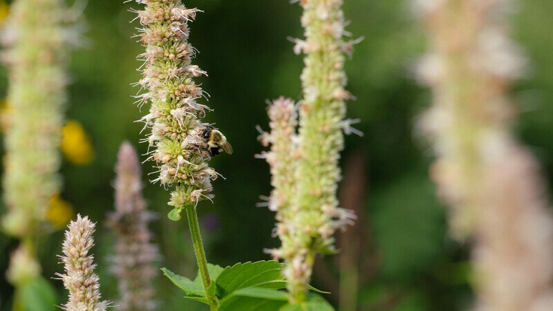 Agastache nepetoides - Yellow Giant Hyssop