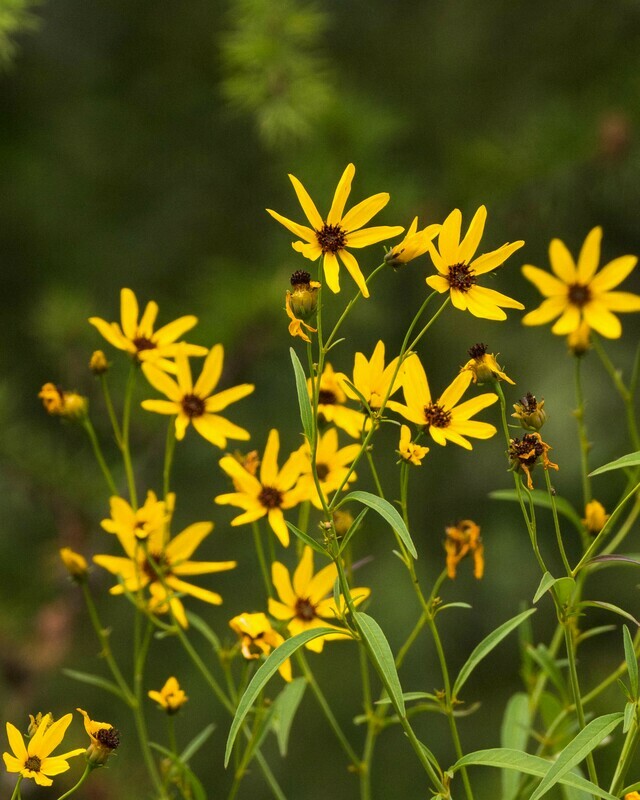 Coreopsis tripteris - Tall Coreopsis