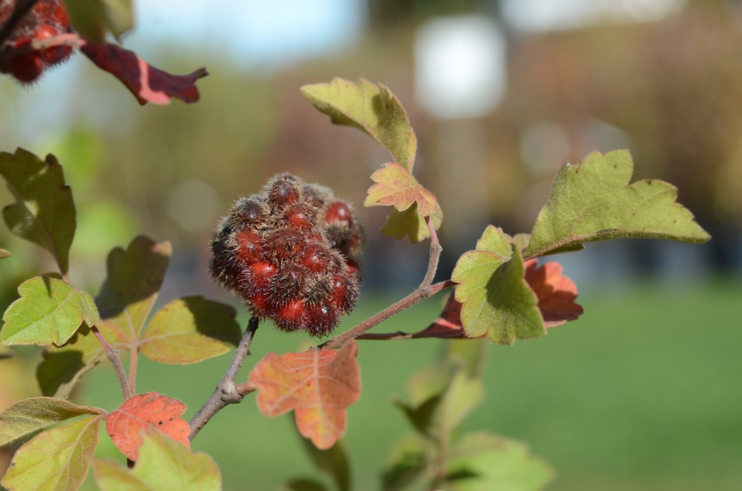 Rhus aromatica - Fragrant Sumac