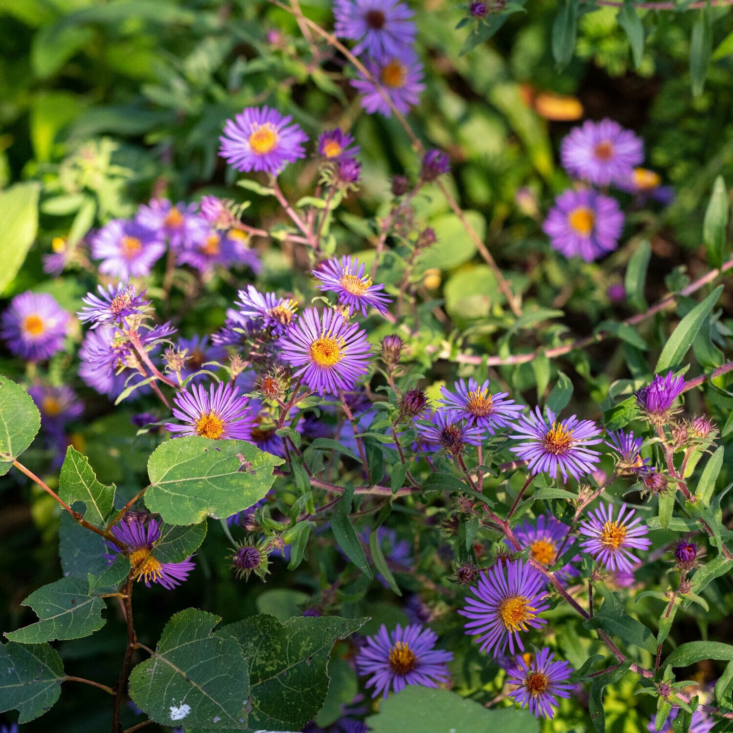Symphyotrichum novae-angliae - New England Aster
