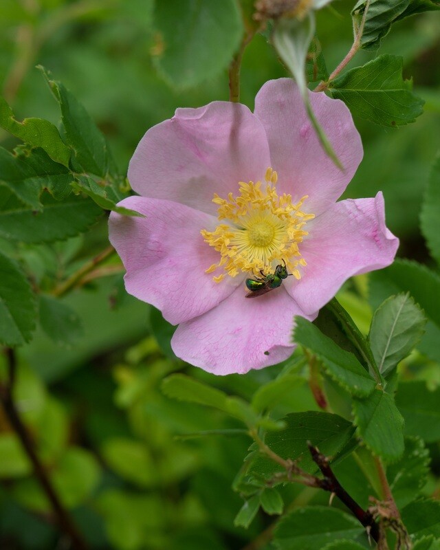 Rosa carolina - Pasture Rose