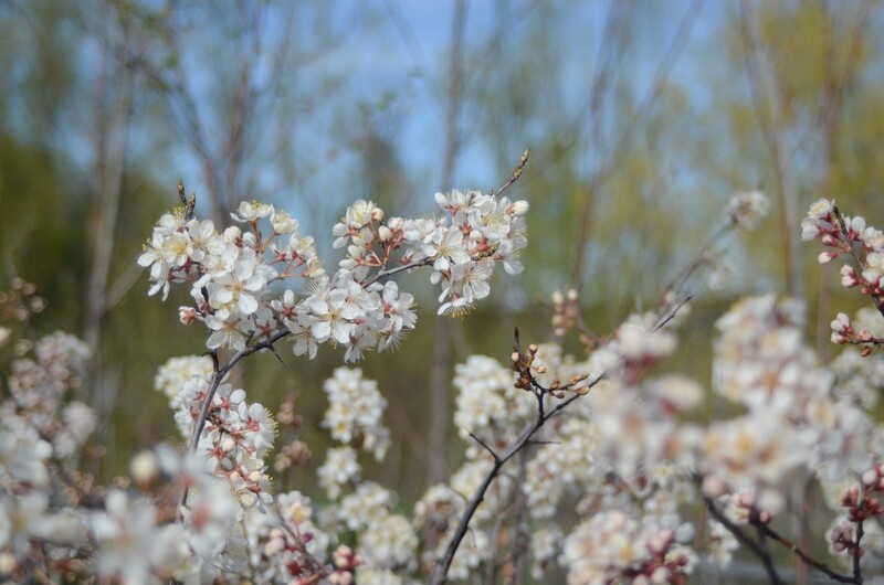 Prunus nigra - Canada Plum