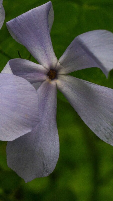 Phlox divaricata - Wild Blue Phlox