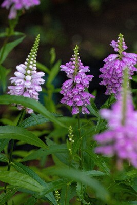 Physostegia virginiana - Obedient Plant
