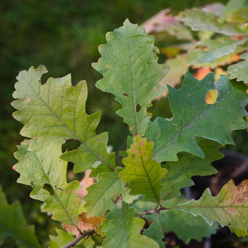 Quercus macropcarpa - Bur Oak