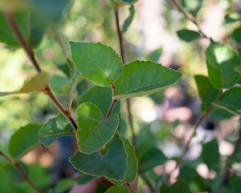 Betula pumila - Dwarf Birch