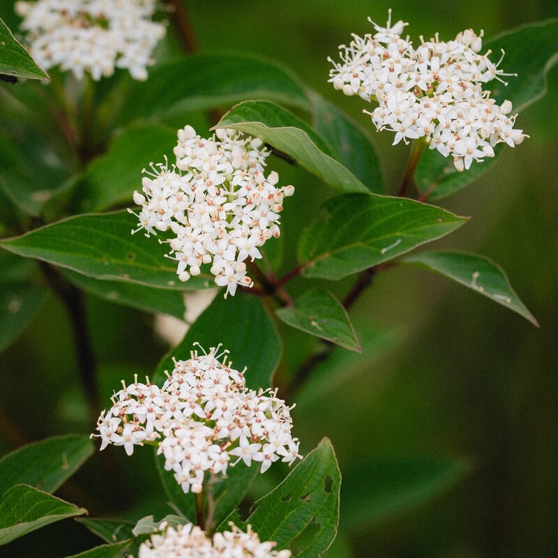 Cornus sericea - Red Osier Dogwood