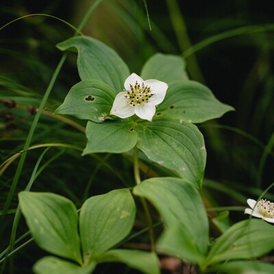 Cornus canadensis - Bunchberry