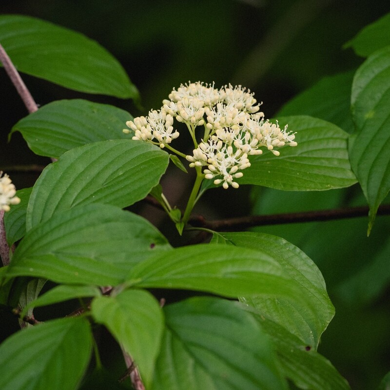 Cornus alternifolia - Alternate-leaved Dogwood