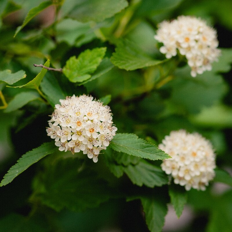 Physocarpus opulifolius - Ninebark