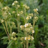 Potentilla arguta - Tall Cinquefoil