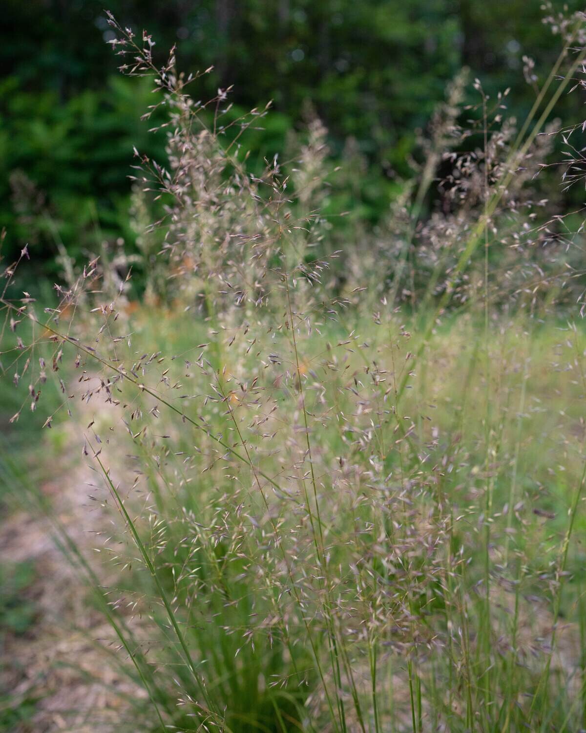 Sporobolus heterolepis - Prairie Dropseed