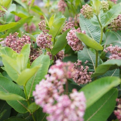 Asclepias syriaca - Common Milkweed