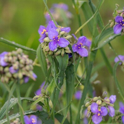 Tradescantia ohiensis - Ohio Spiderwort Tradescantia ohiensis - Ohio Spiderwort