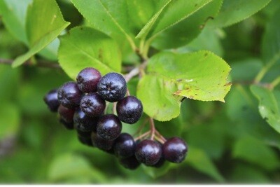 Aronia melanocarpa - Chokeberry