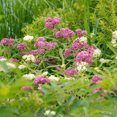Asclepias incarnata - Swamp Milkweed