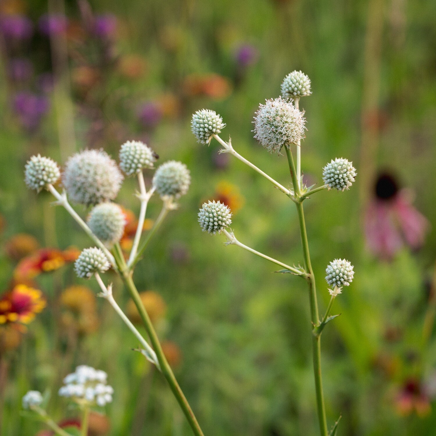 Eryngium yuccifolium - Rattlesnake Master