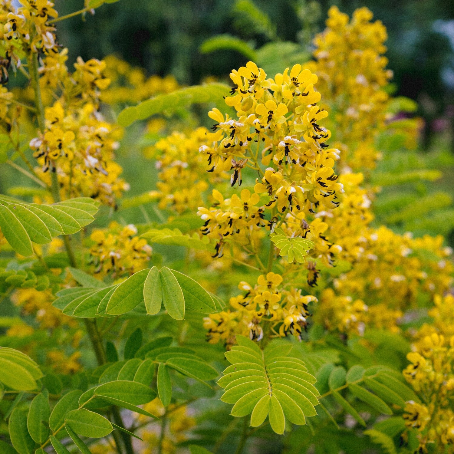 Store — Senna hebecarpa – Wild Senna — Ontario Native Plant Nursery