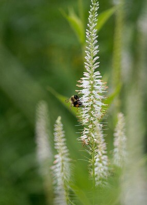 Veronicastrum virginicum - Culver's Root