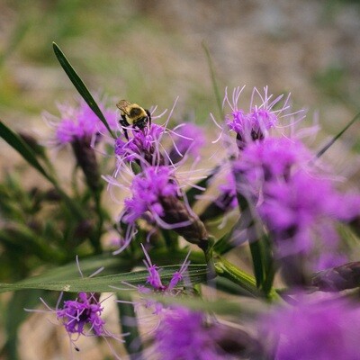 Liatris cylindracea - Cylindrical Blazing Star